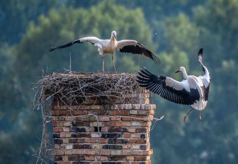 Professional Chimney Animal Removal Services in Plymouth, Massachusetts
