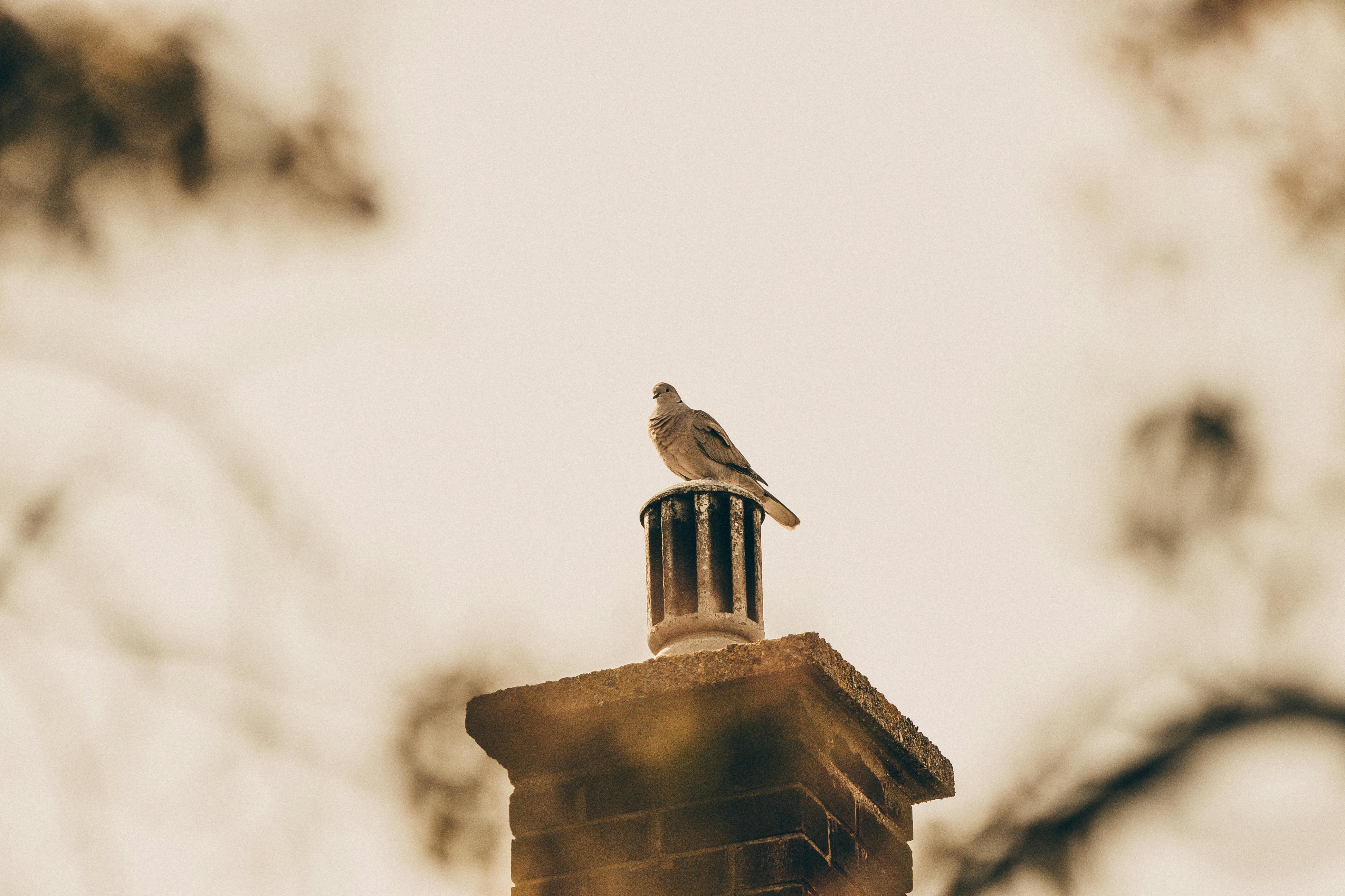 Quality Chimney Caps and Dampers Installation in Plymouth, MA Professional Chimney Cap and Damper In Plymouth Massachusetts